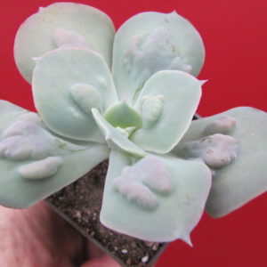 Echeveria    Paul Bunyan
