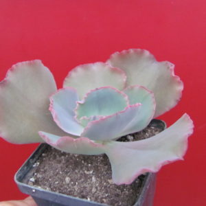 Echeveria     Crinoline