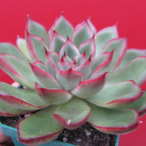 Echeveria    sp.