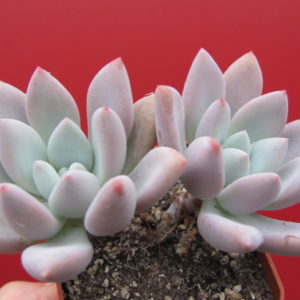 Pachyveria    Opalina