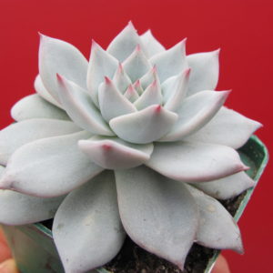 Echeveria     Blue   Bird