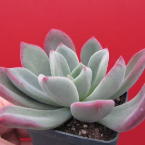 Echeveria    pulvinata  Ruby    hybr.