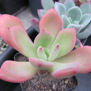 Echeveria     pulvinata   Ruby    hybr.