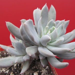 Echeveria     craigiana    Chihuahua