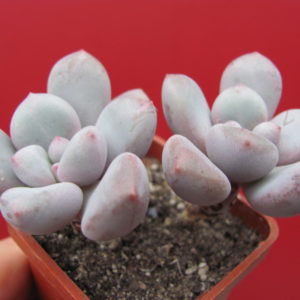 Pachyphytum     oviferum    hybr.      #100