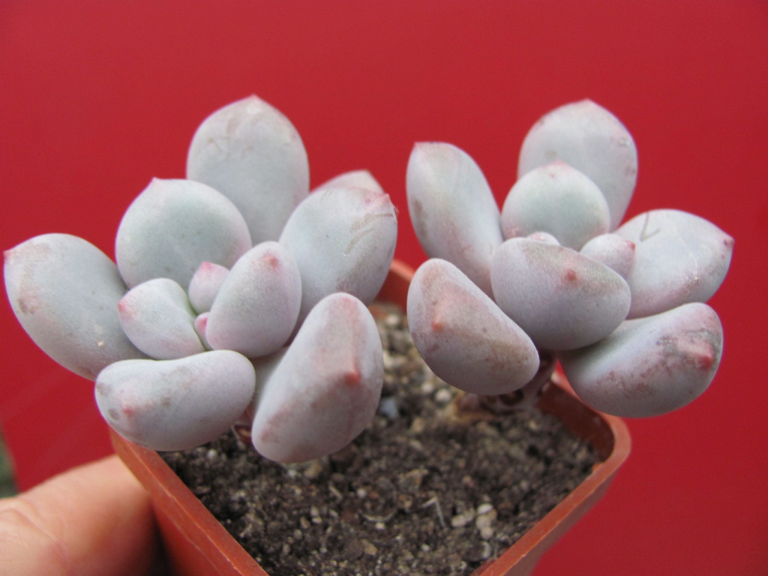 Pachyphytum     oviferum    hybr.      #100