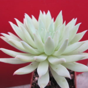Dudleya   farinosa