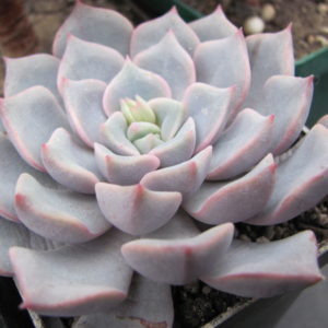 Echeveria    hybr.      #29