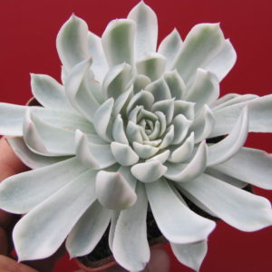 Echeveria    *Royal   Chrysanthemum*  variegata