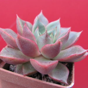 Echeveria    hybr.