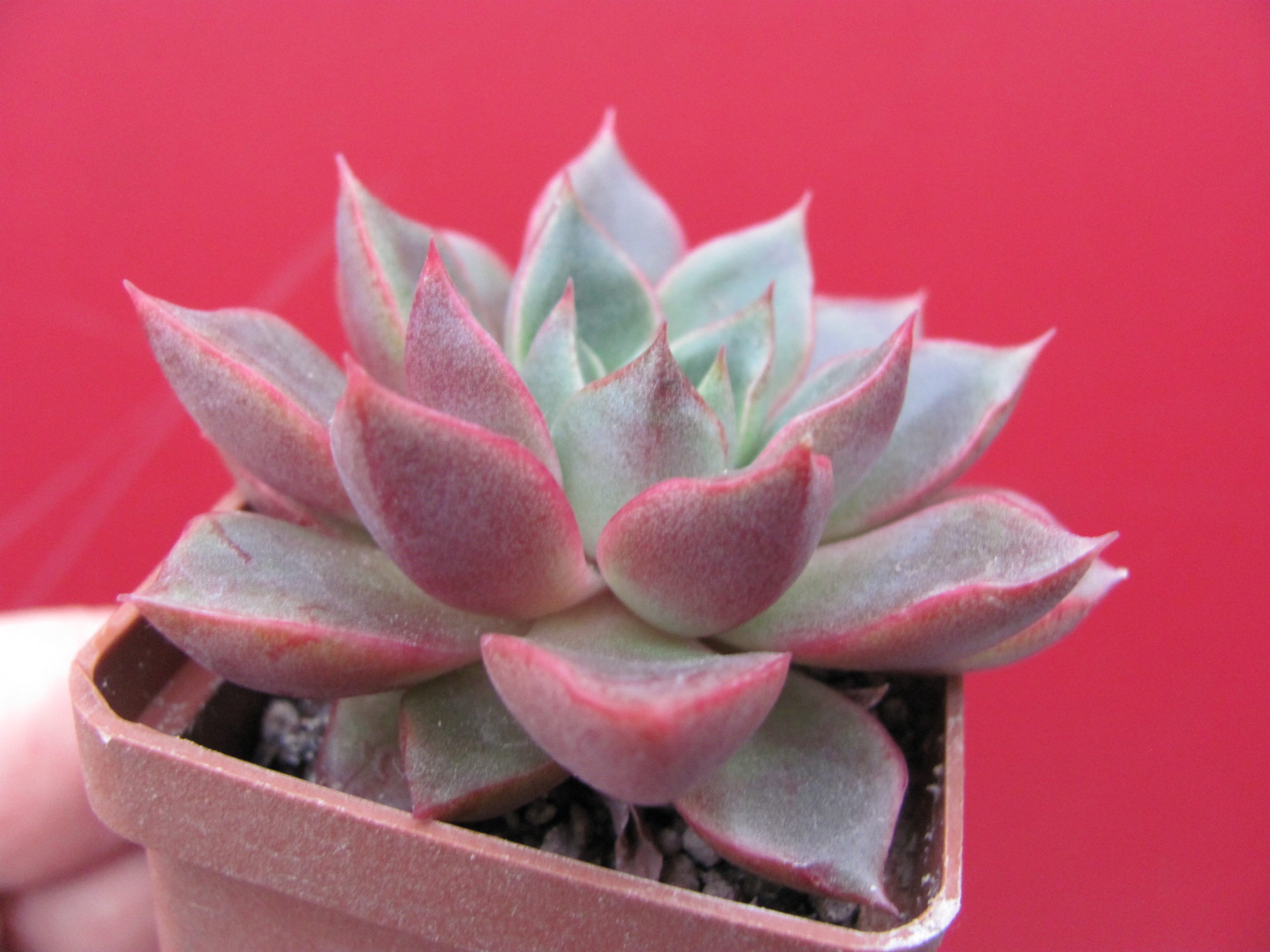 Echeveria    hybr.