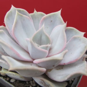 Echeveria     lilacina   Rosea
