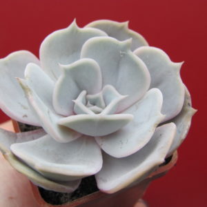 Echeveria    lilacina