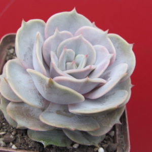 Echeveria     hybr.