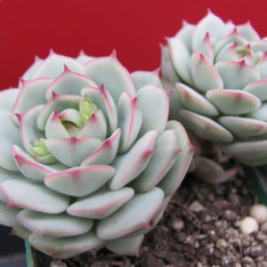 Echeveria   derenbergii