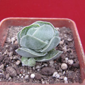Crassula    Ivory   Pagoda
