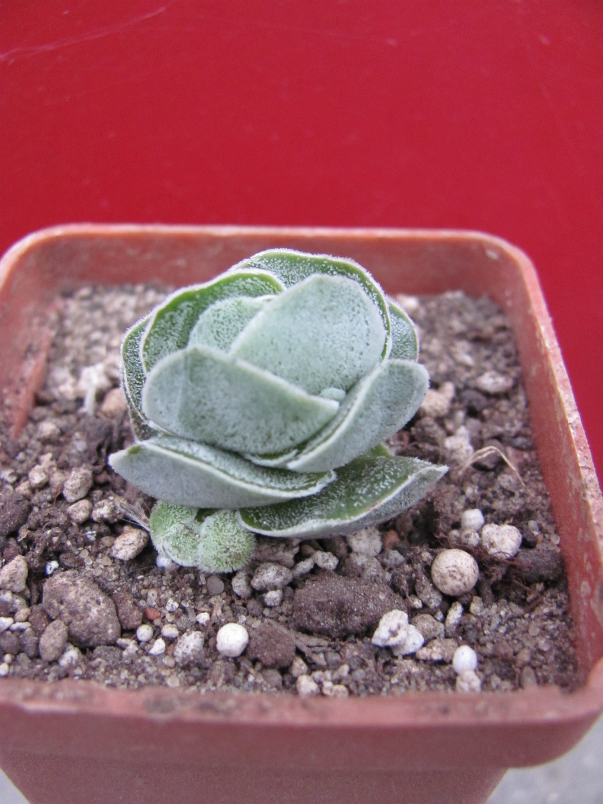 Crassula    Ivory   Pagoda