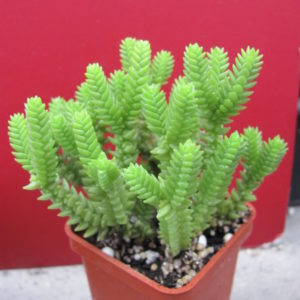 Crassula    purpusii
