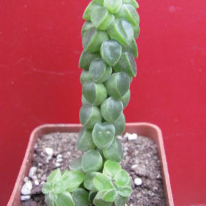Peperomia   columella