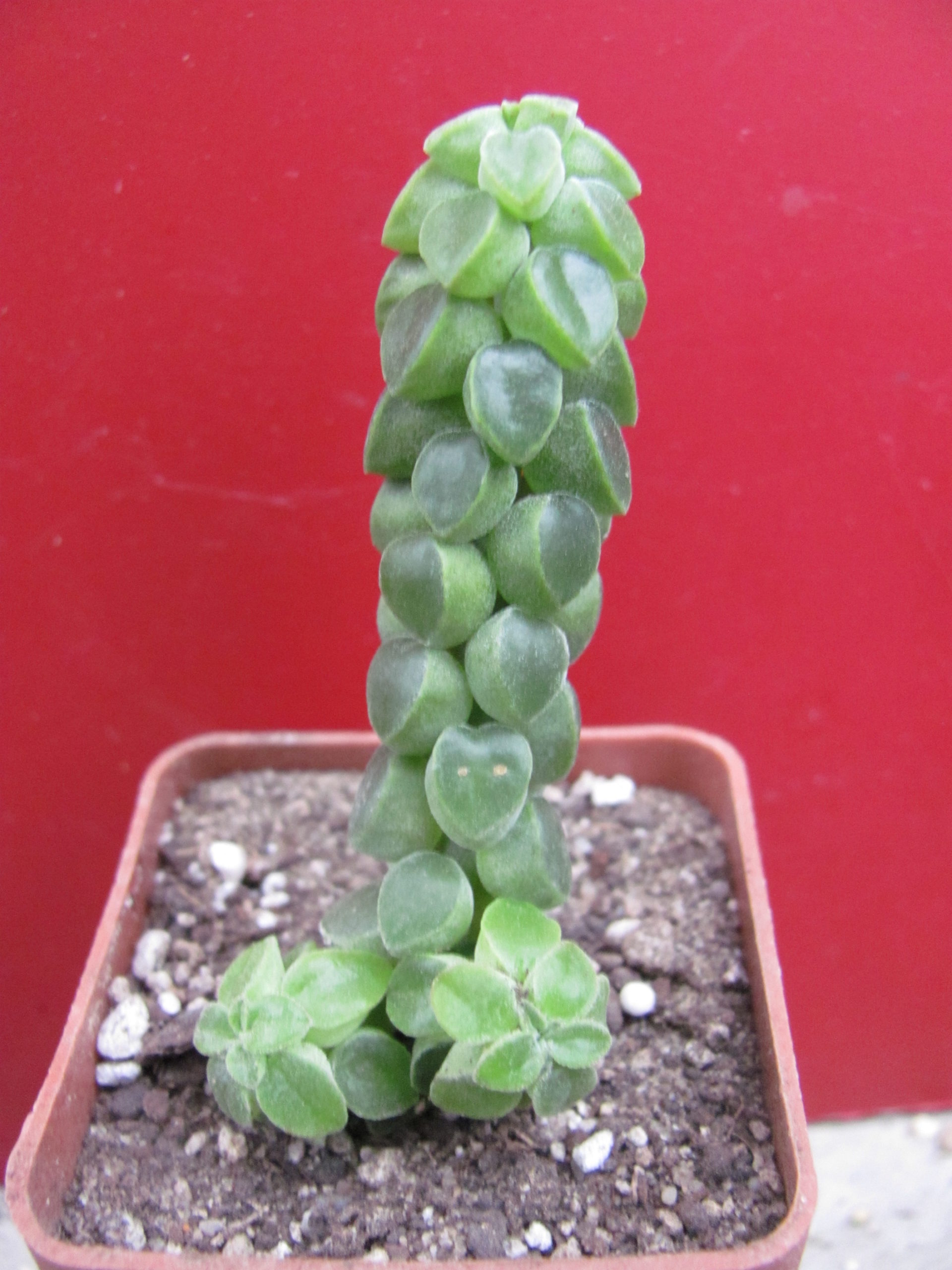 Peperomia   columella