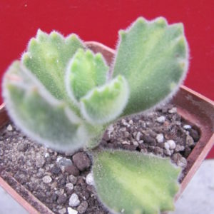 Cotyledon   ladismithiensis    variegata