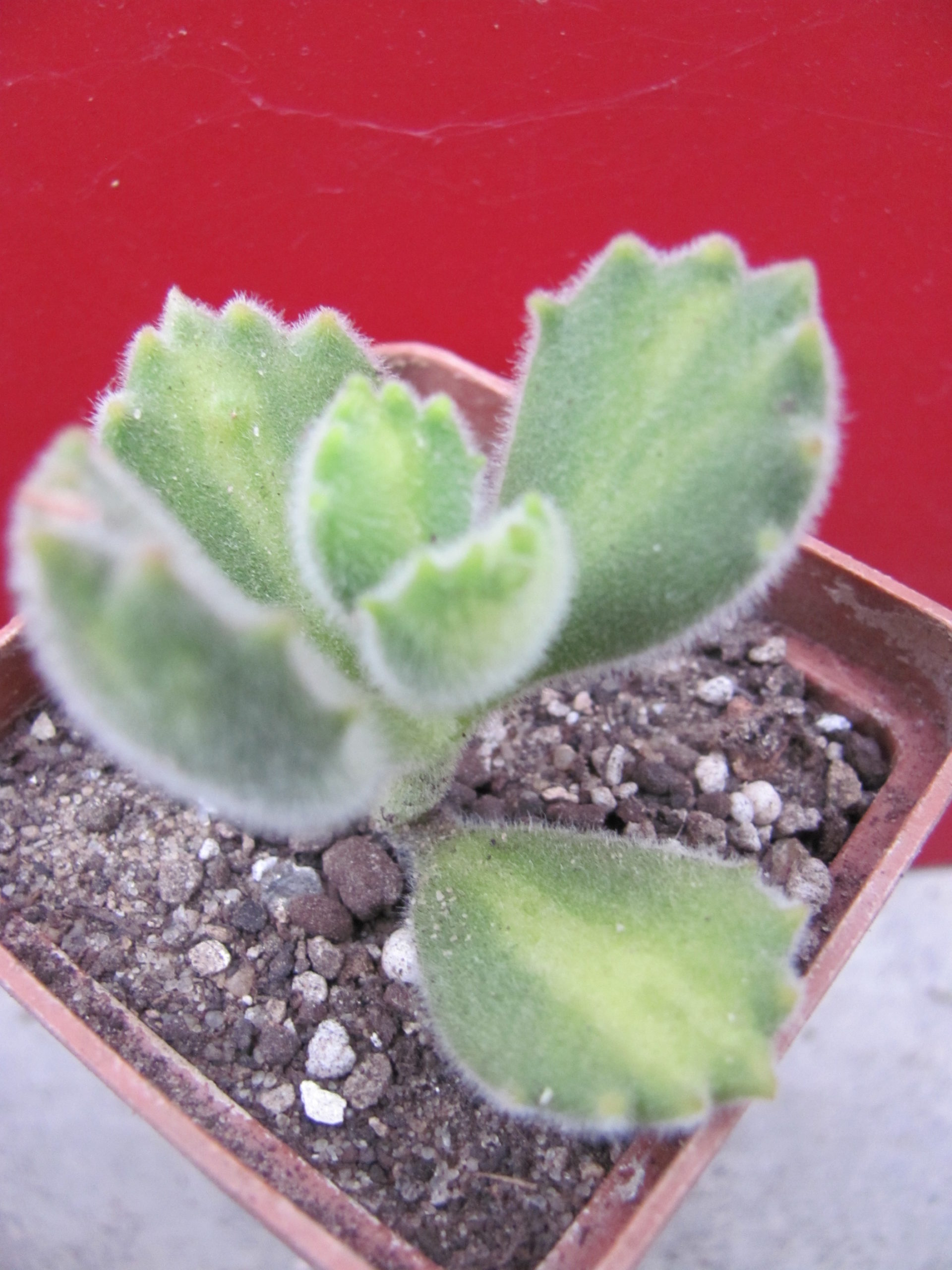 Cotyledon   ladismithiensis    variegata