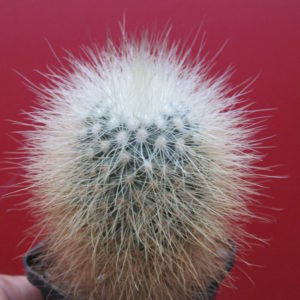 Mammillaria     crassior