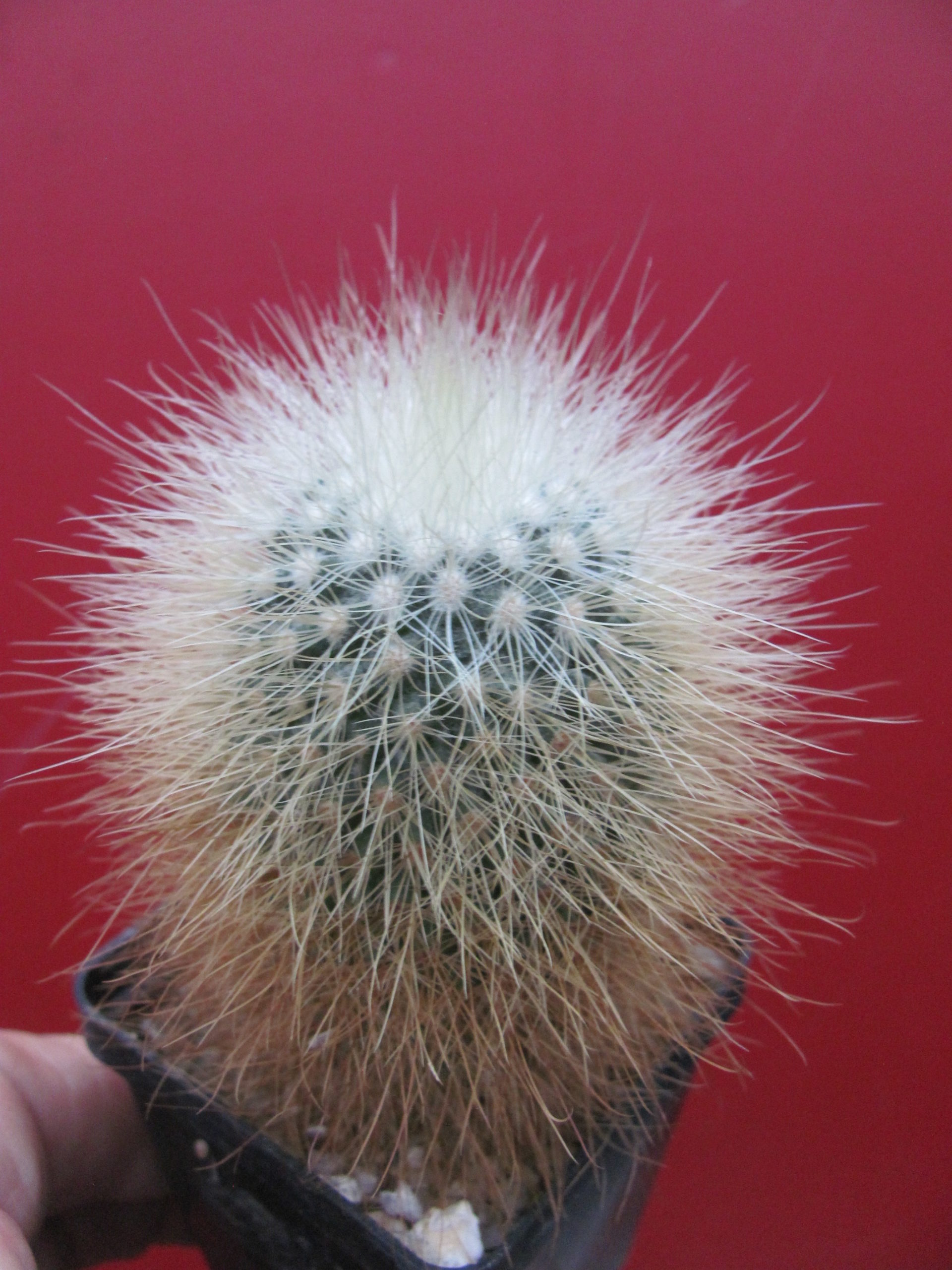 Mammillaria     crassior