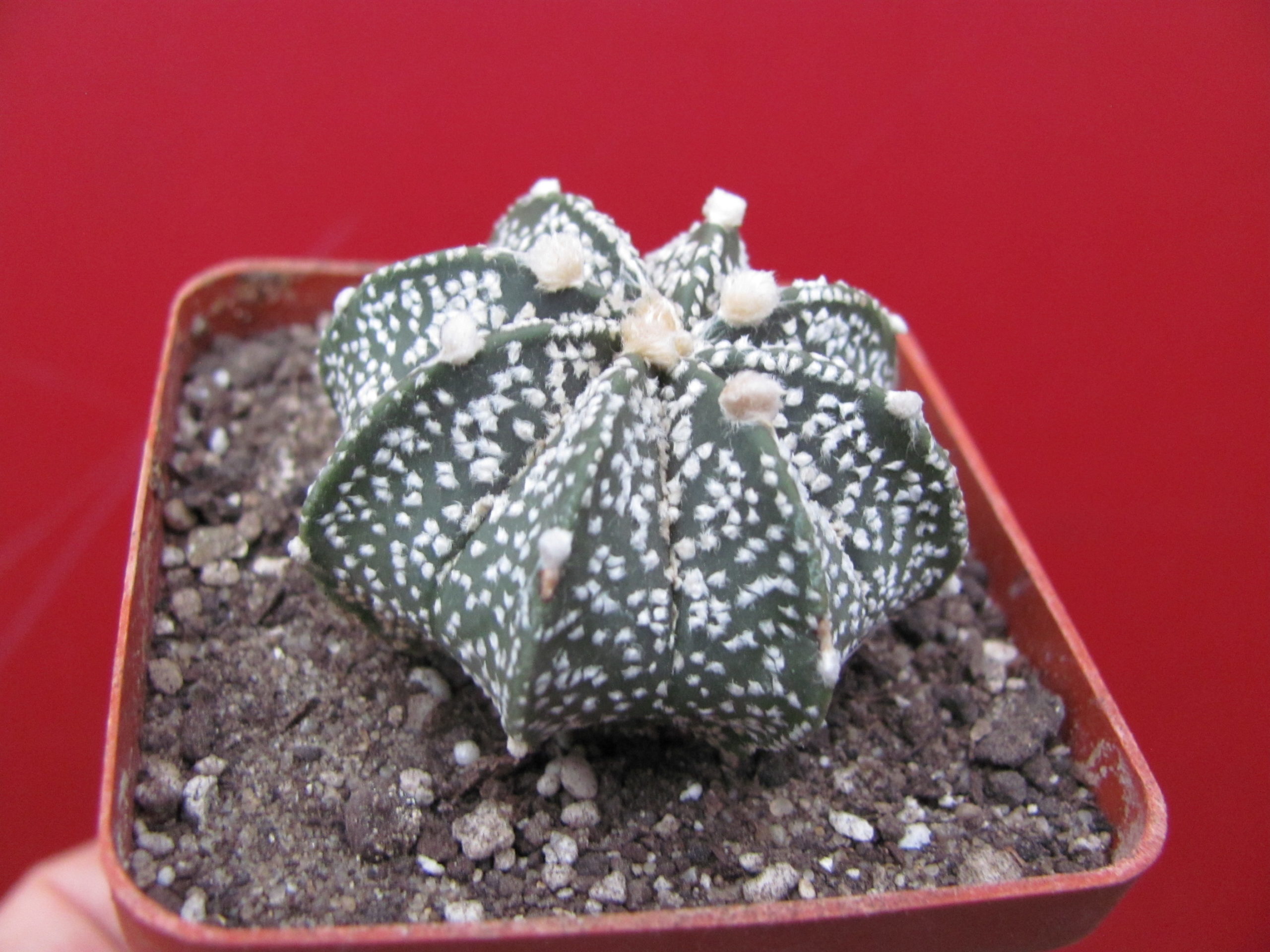 Astrophytum     Superkabuto   hybr.