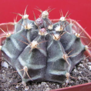 Gymnocalycium