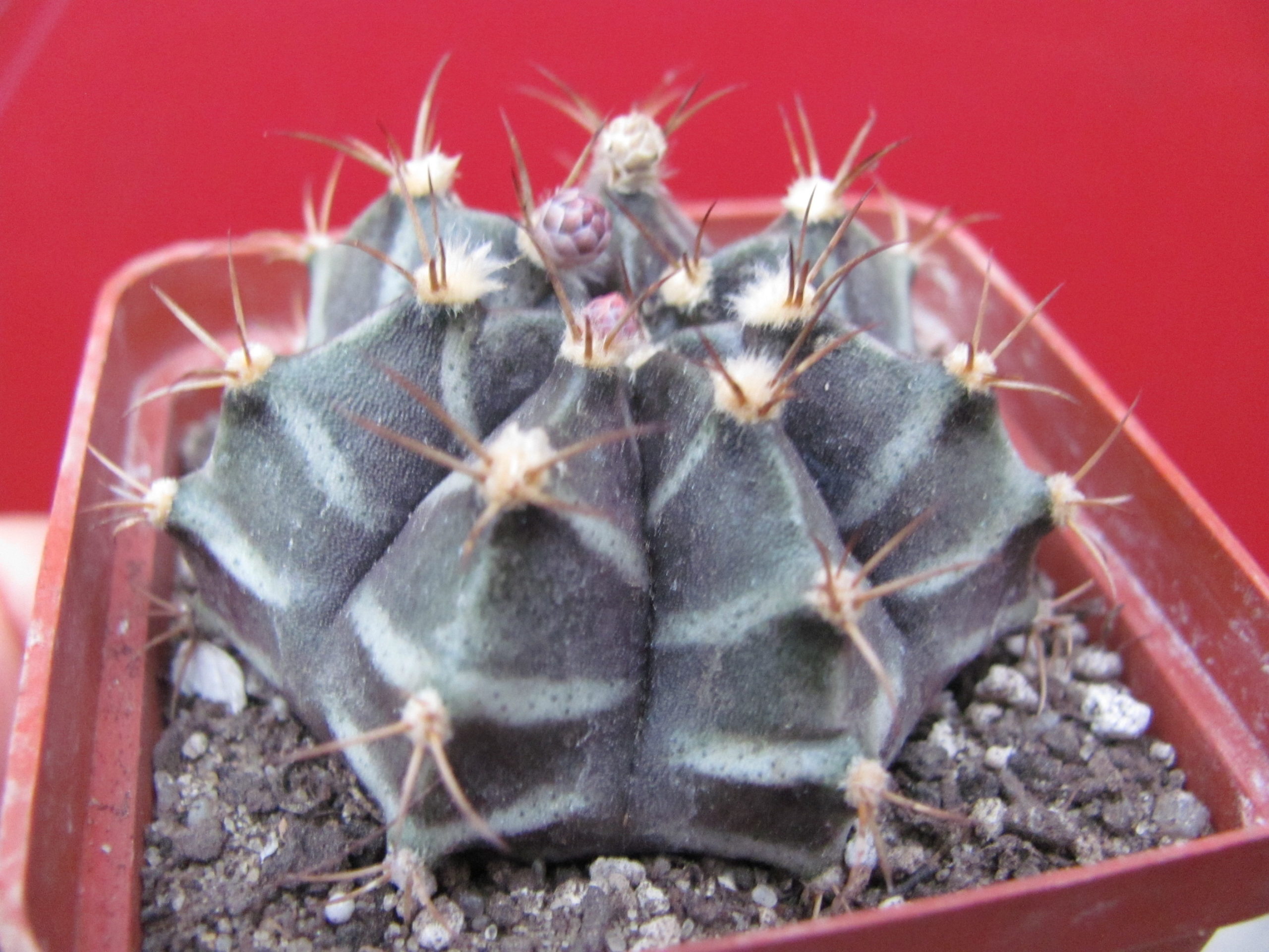 Gymnocalycium