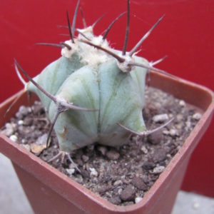 Echinocactus     ingens