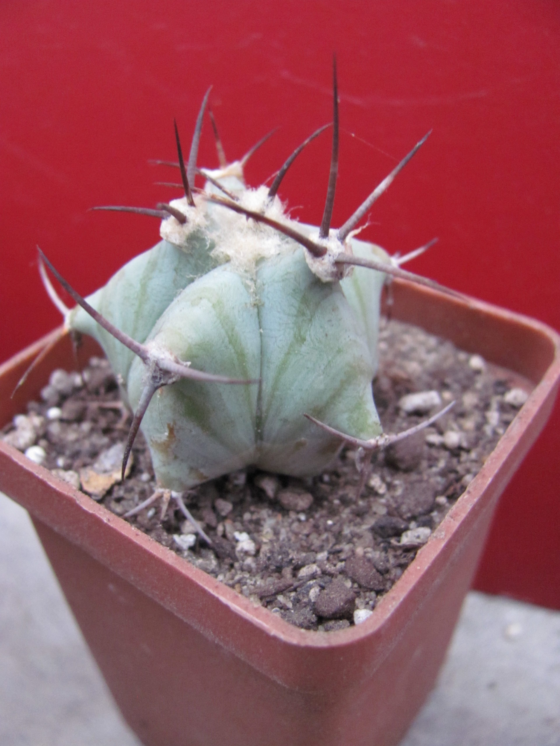 Echinocactus ingens