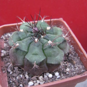 Gymnocalycium   volkeri