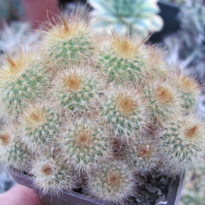 Eriocactus    leninghausii