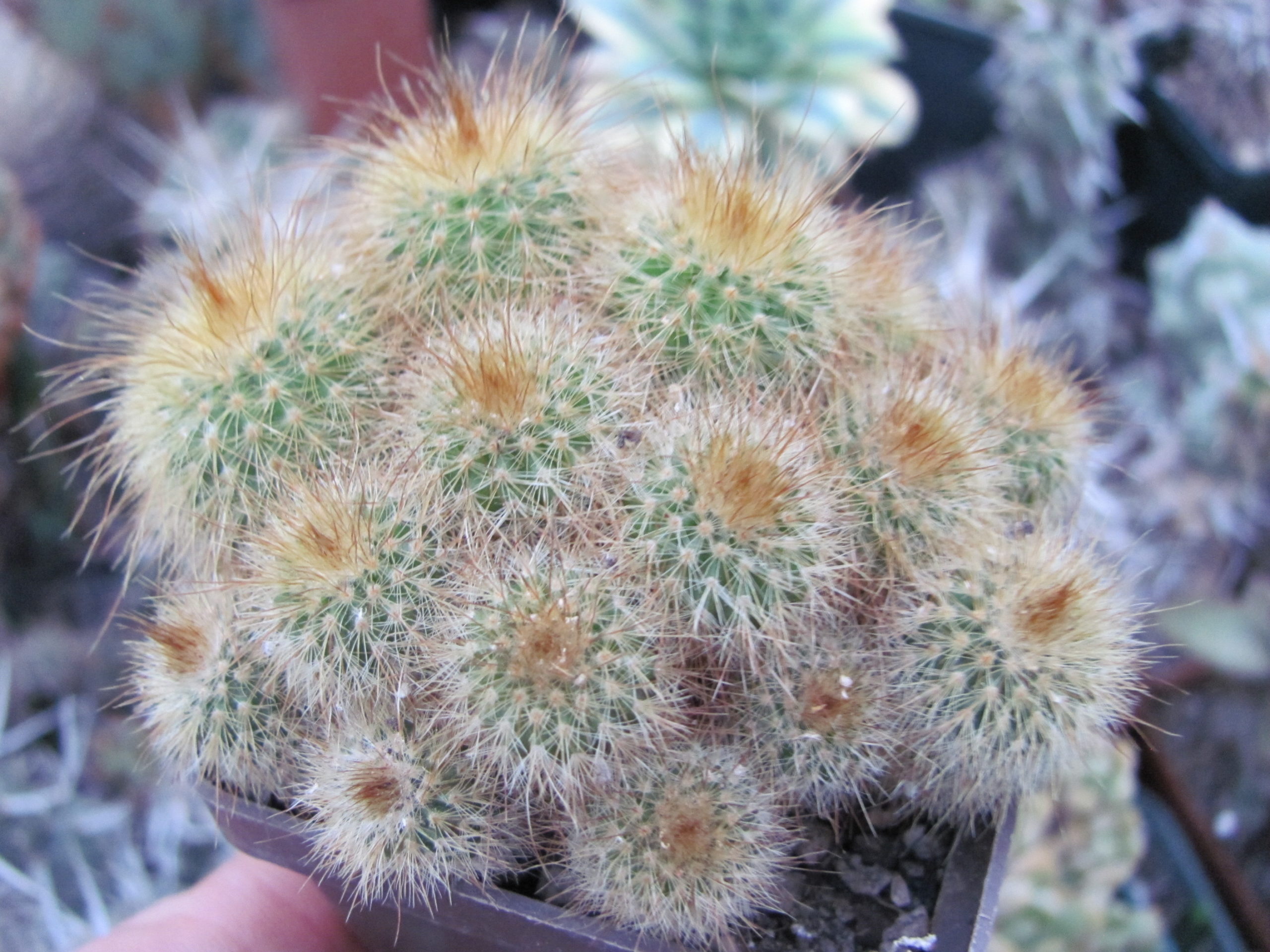 Eriocactus    leninghausii
