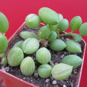 Senecio  herreianus