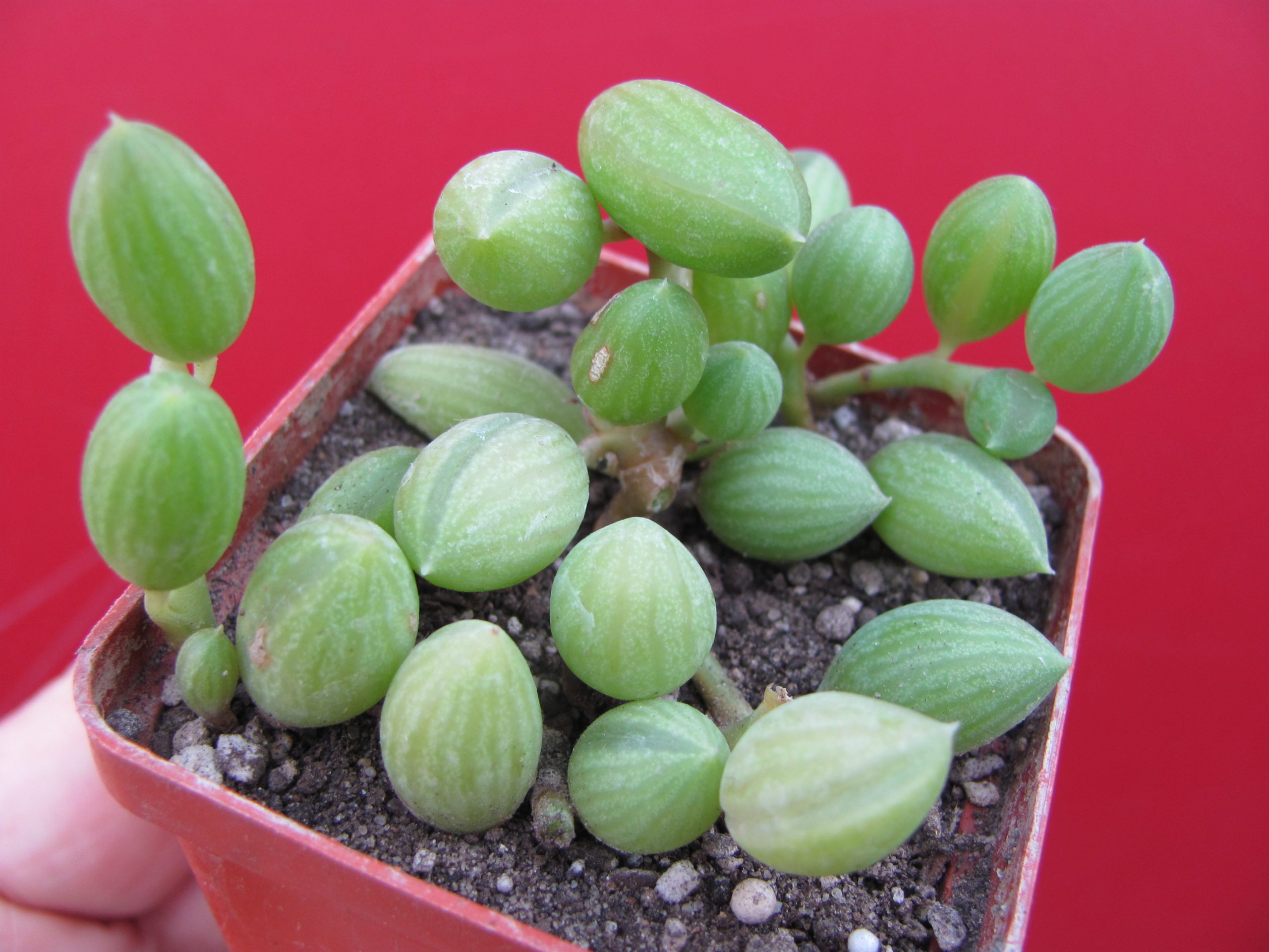 Senecio  herreianus
