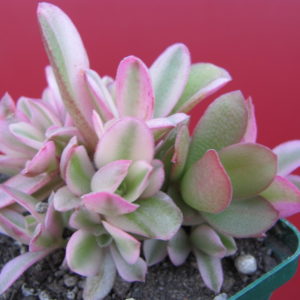 Crassula   Campfire  variegata