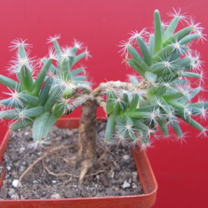 Trichodiadema  densum
