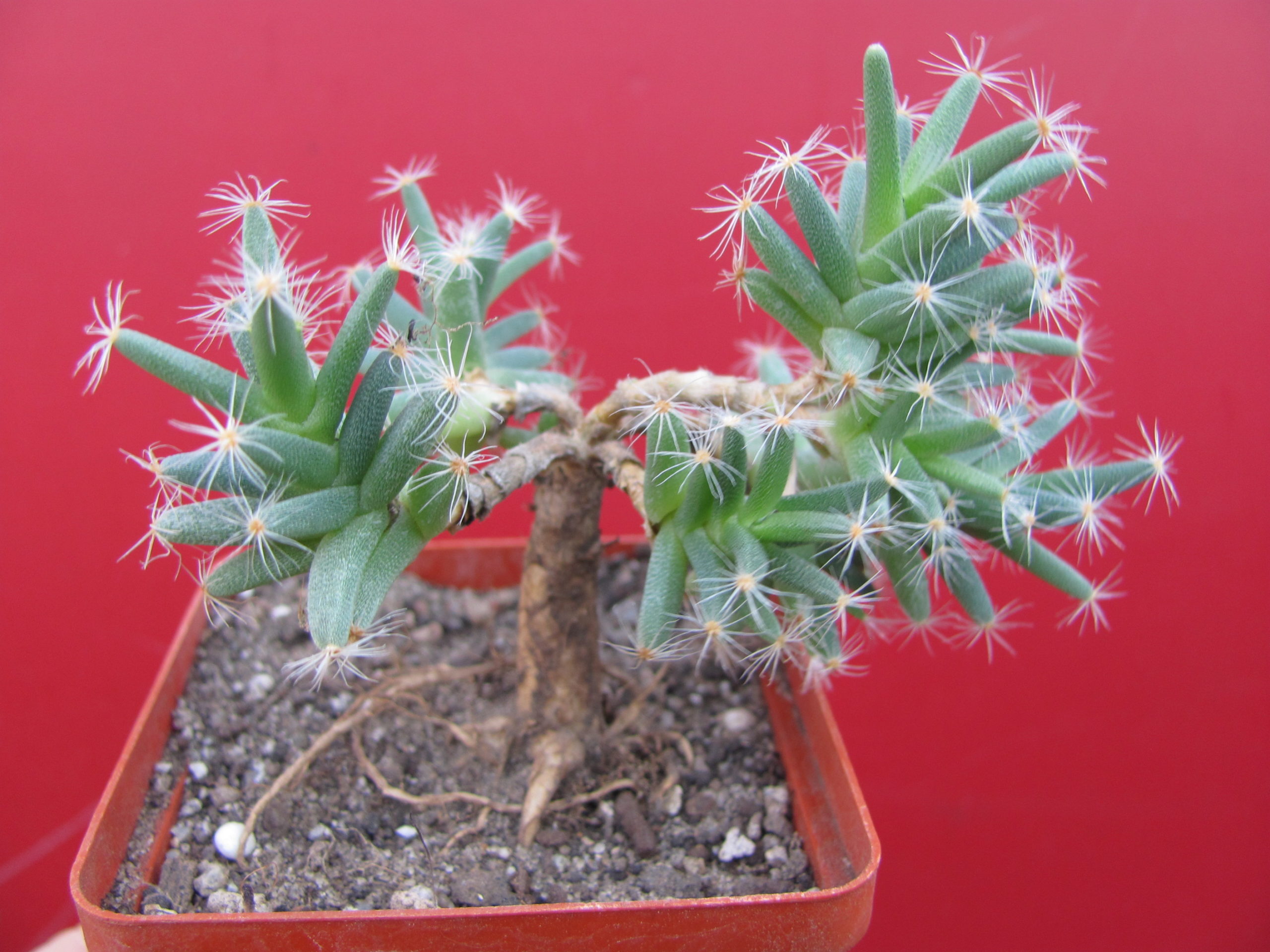 Trichodiadema  densum