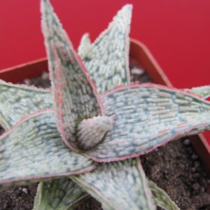 Aloe hybr.   *White*    ( hybrid Lipskiy )