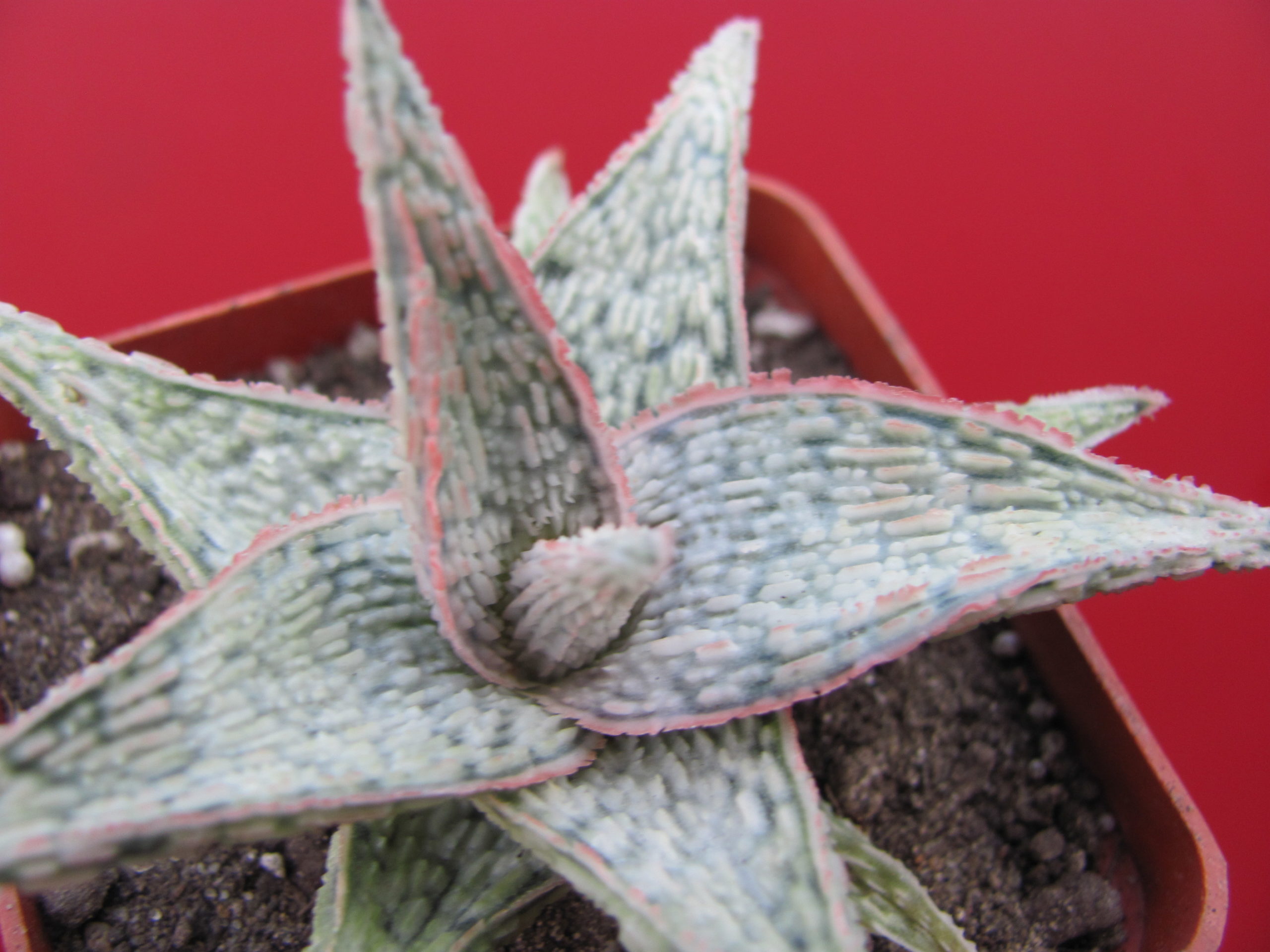 Aloe hybr.   *White*    ( hybrid Lipskiy )