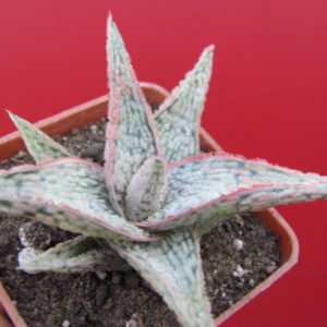 Aloe  hybr.   *White*   ( hybrid Lipskiy )