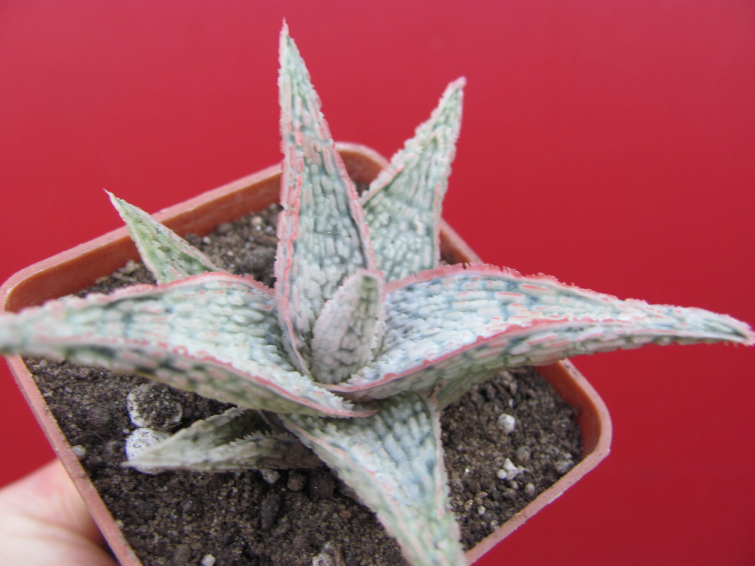 Aloe  hybr.   *White*   ( hybrid Lipskiy )