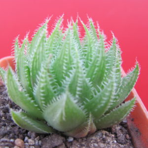 Haworthia   translucens  *Croom River*