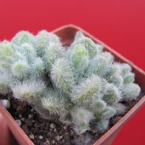 Sedum  hintonii