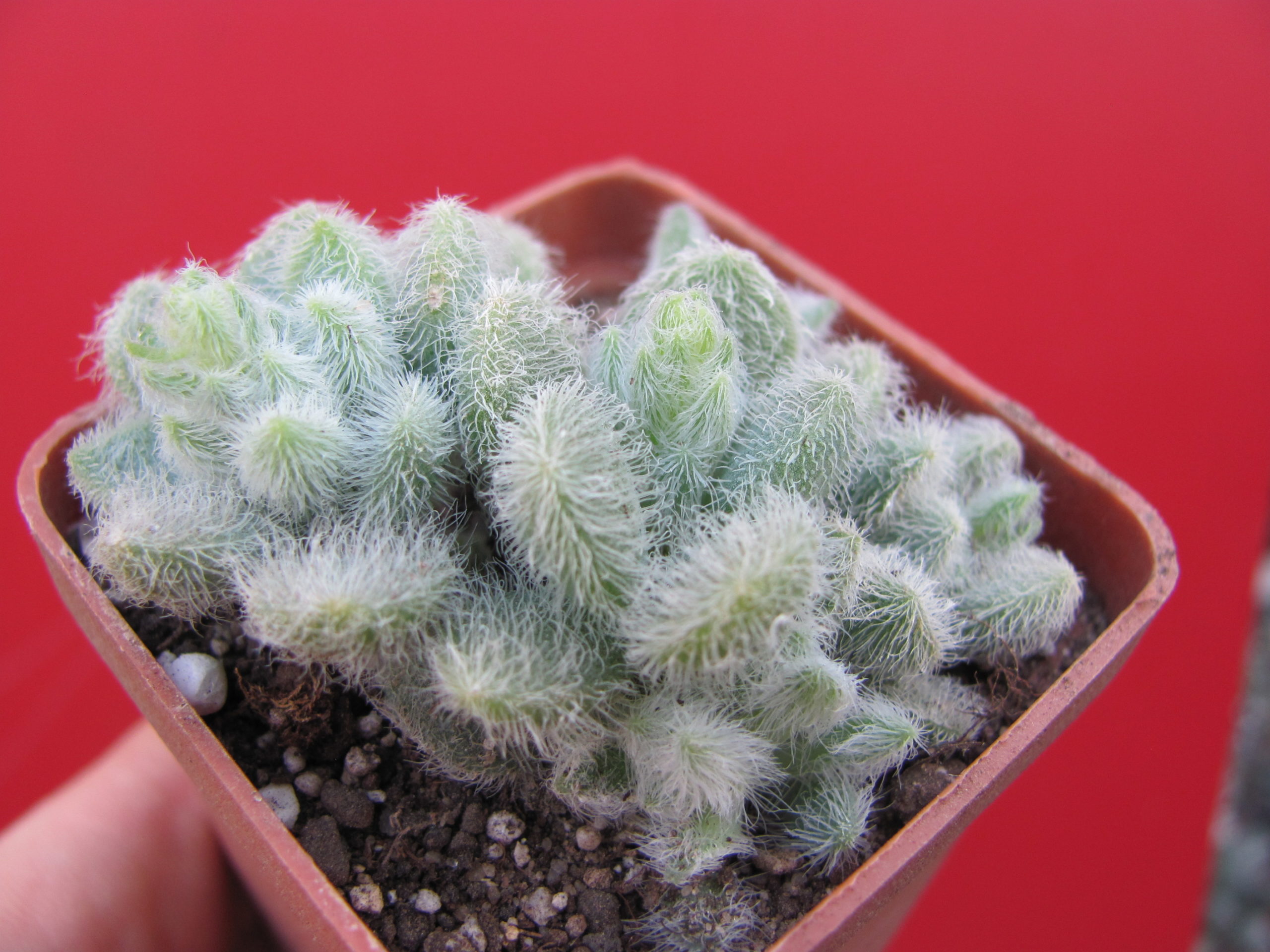 Sedum  hintonii