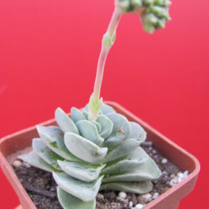 Crassula  coralita