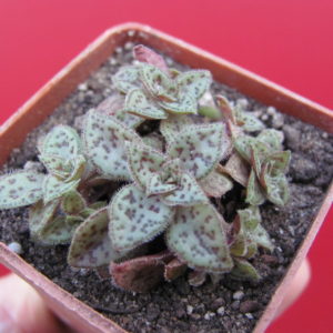 Crassula  picturata